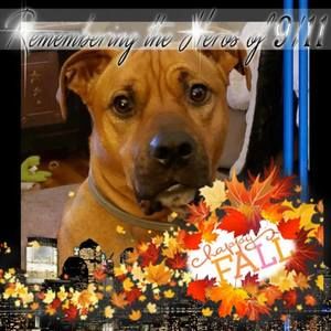 Meet your Posher, Misty